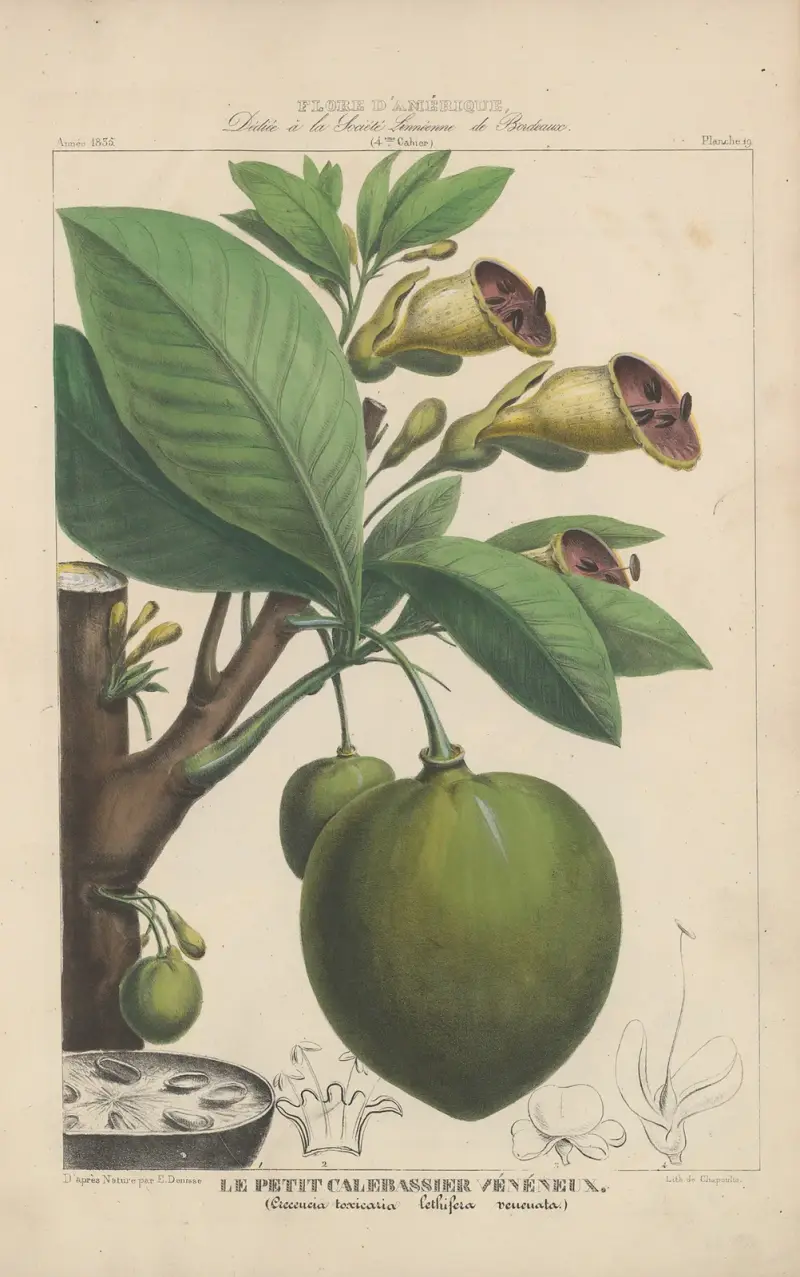 Flore d’Amérique Pl.19 av Etienne Denisse