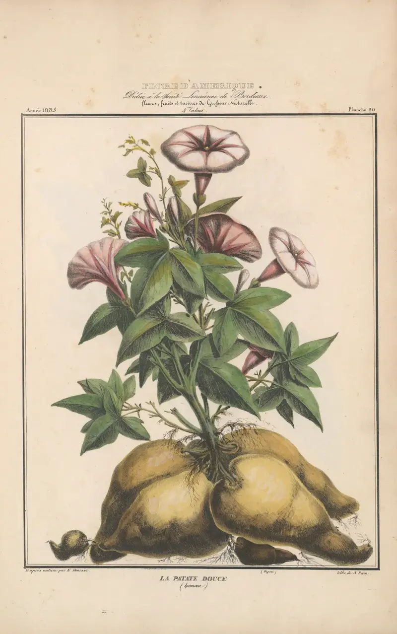 Amerikansk flora pl. 20 av Etienne Denisse