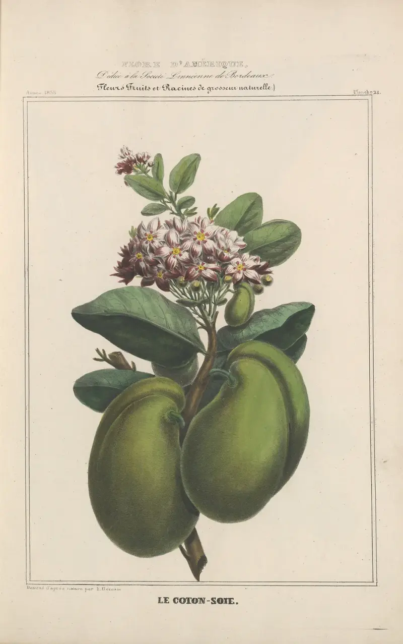 Flore d’Amérique Pl.23 av Etienne Denisse