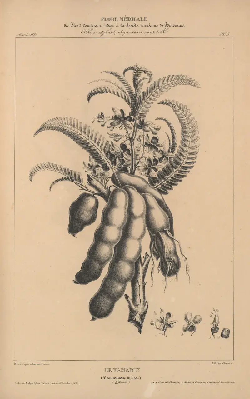 Flore d’Amérique Pl.27 av Etienne Denisse