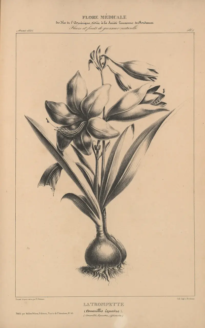 Amerikansk flora Pl.28 av Etienne Denisse