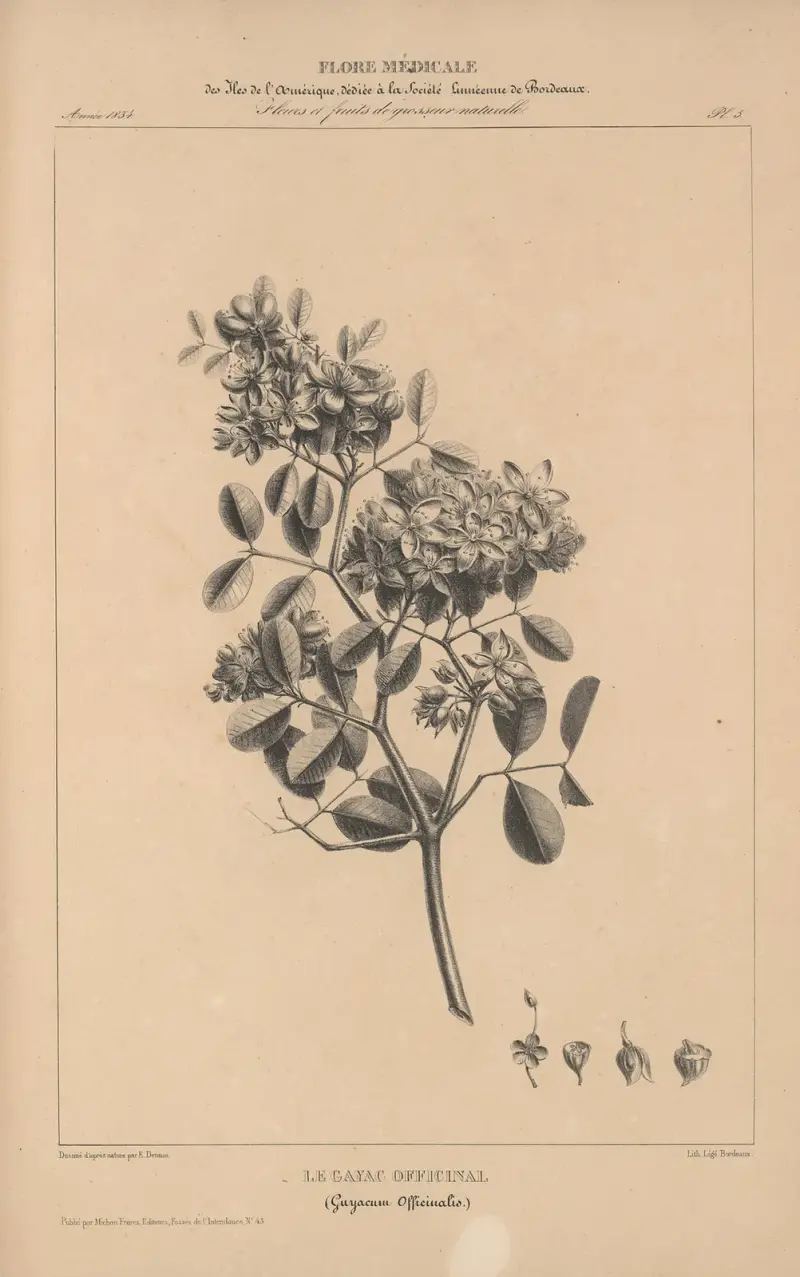 Flore d’Amérique Pl.29 av Etienne Denisse