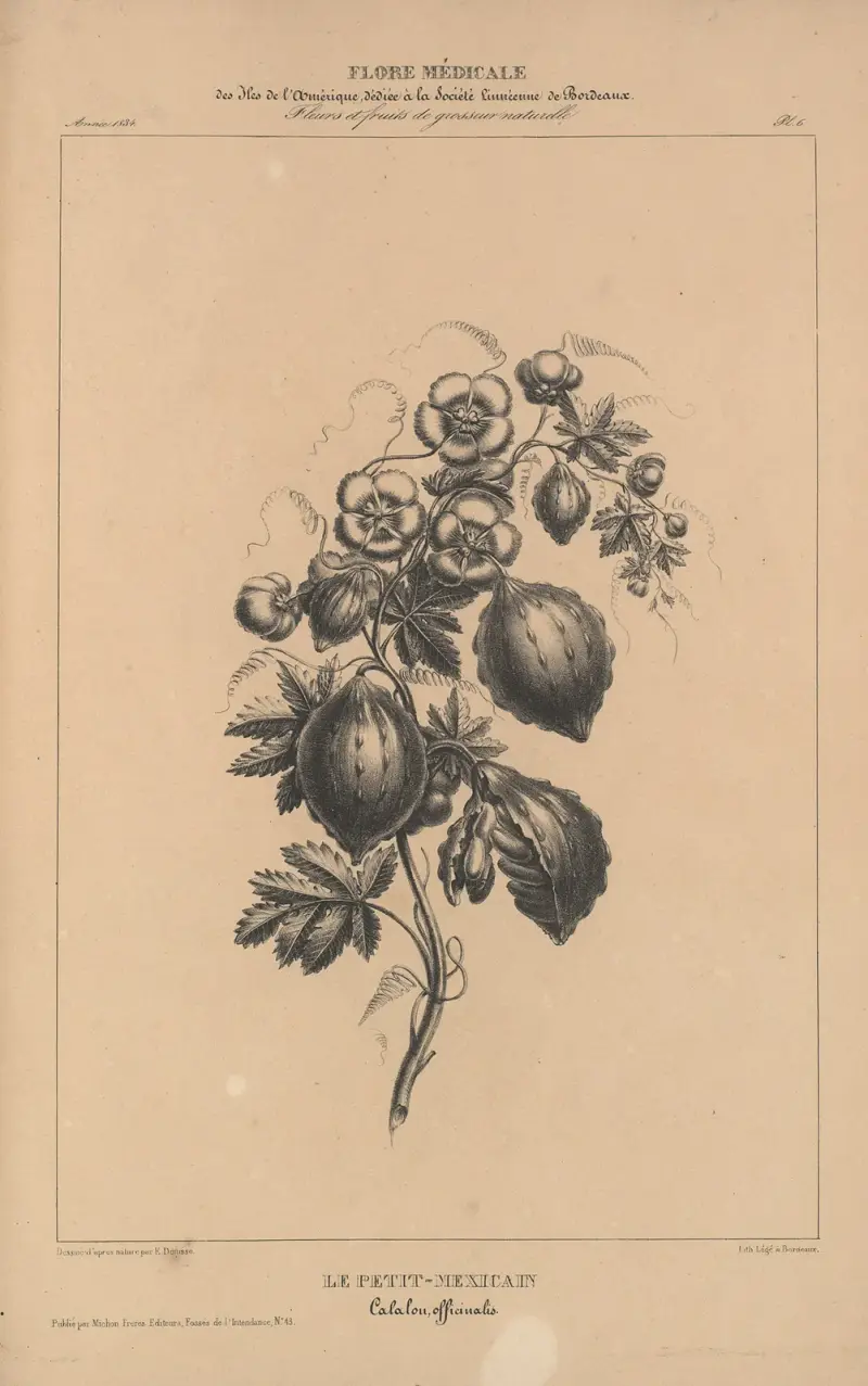 Flore d’Amérique Pl.30 av Etienne Denisse