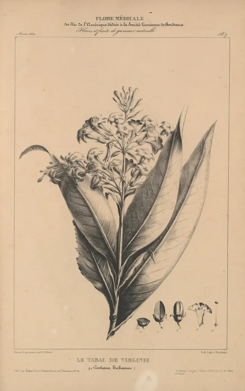 Flore d’Amérique Pl.31 av Etienne Denisse