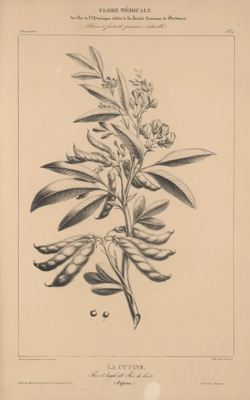 Flore d’Amérique Pl.33 av Etienne Denisse