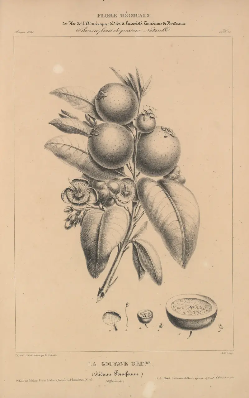 Flore d’Amérique pl. 34 av Etienne Denisse