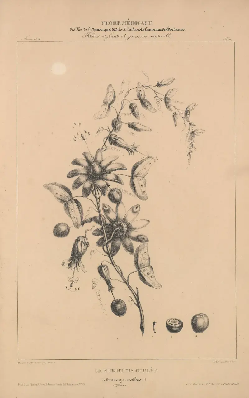 Flore d’Amérique Pl.35 av Etienne Denisse