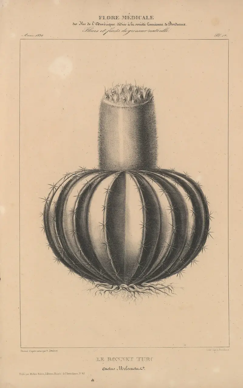 Flore d'Amérique Pl.36 av Etienne Denisse