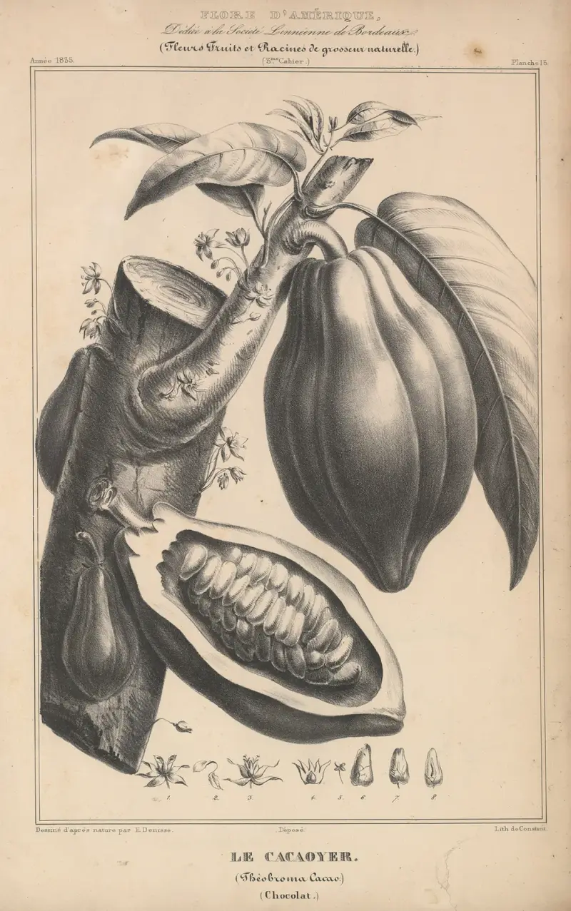 Flore d’Amérique pl. 37 av Etienne Denisse