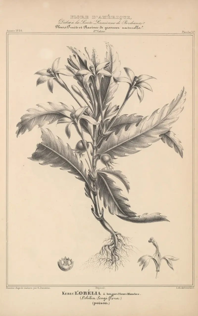 Flore d’Amérique Pl.38 av Etienne Denisse