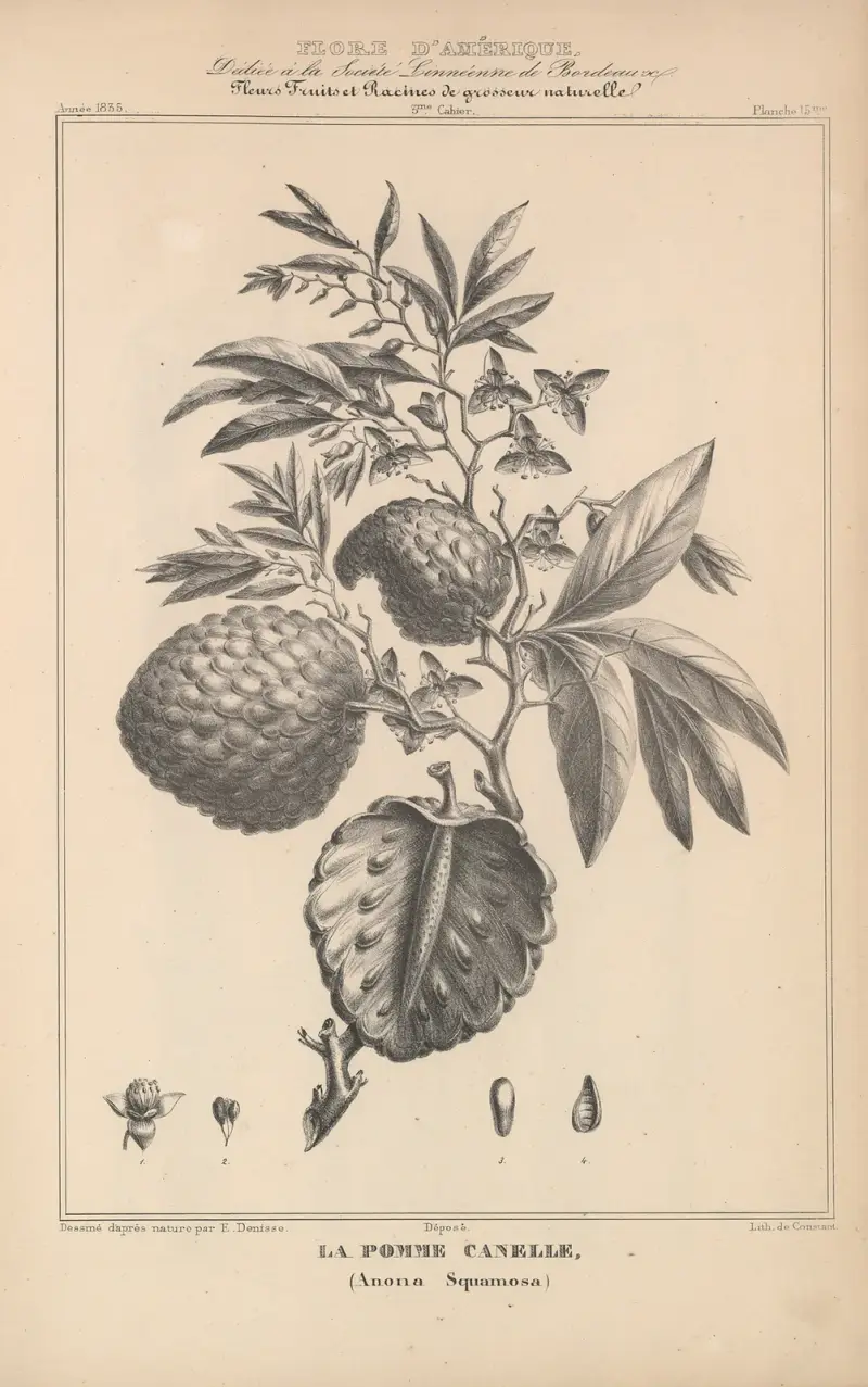 Flore d’Amérique Pl.39 av Etienne Denisse
