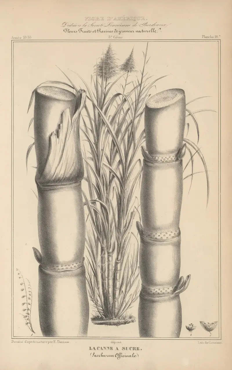 Flore d’Amérique pl. 40 av Etienne Denisse
