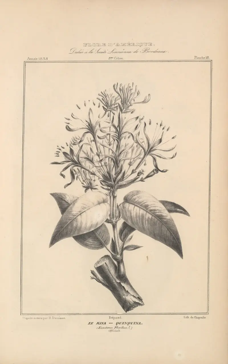 Flore d’Amérique Pl.42 av Etienne Denisse