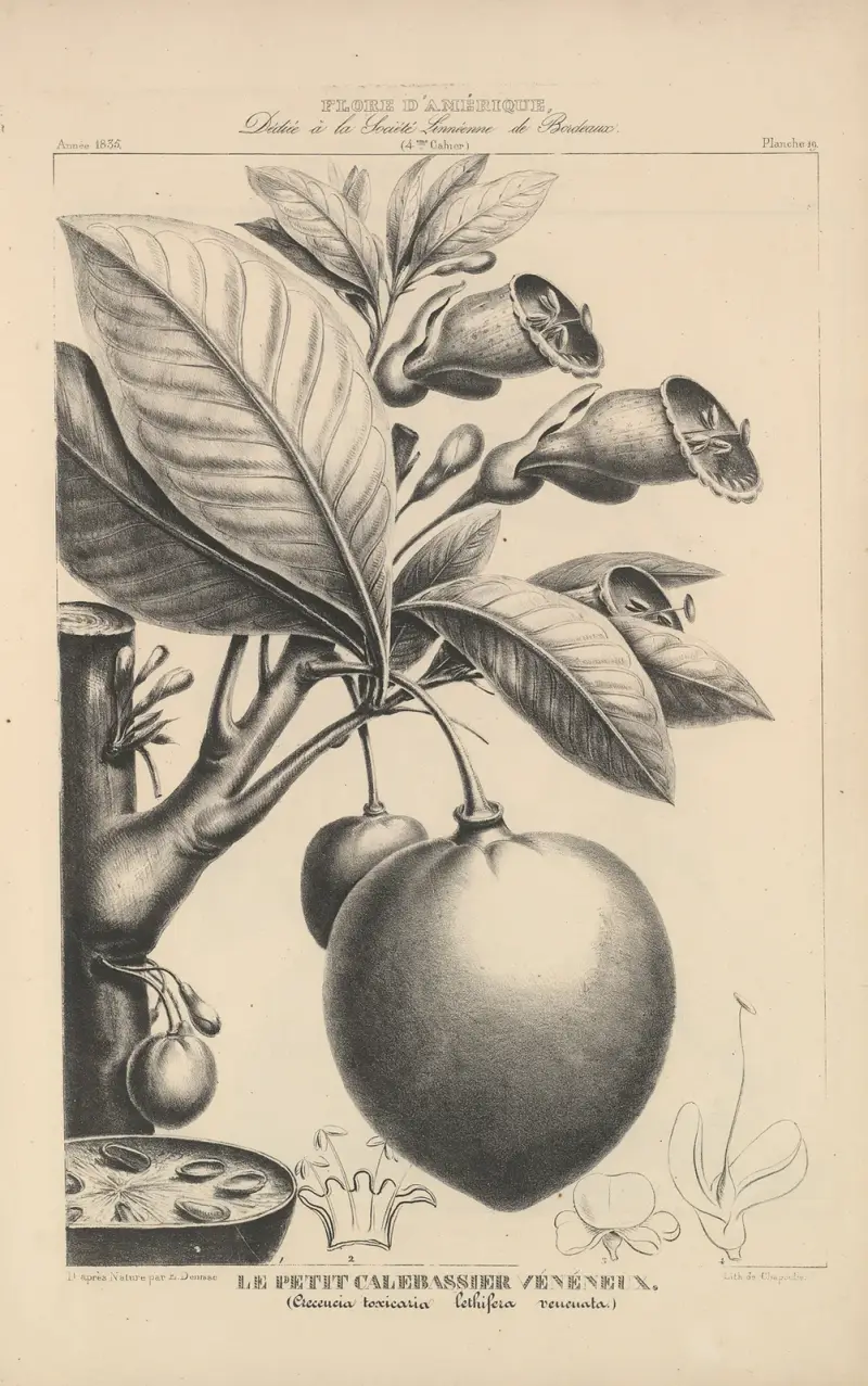 Flore d’Amérique Pl.43 av Etienne Denisse