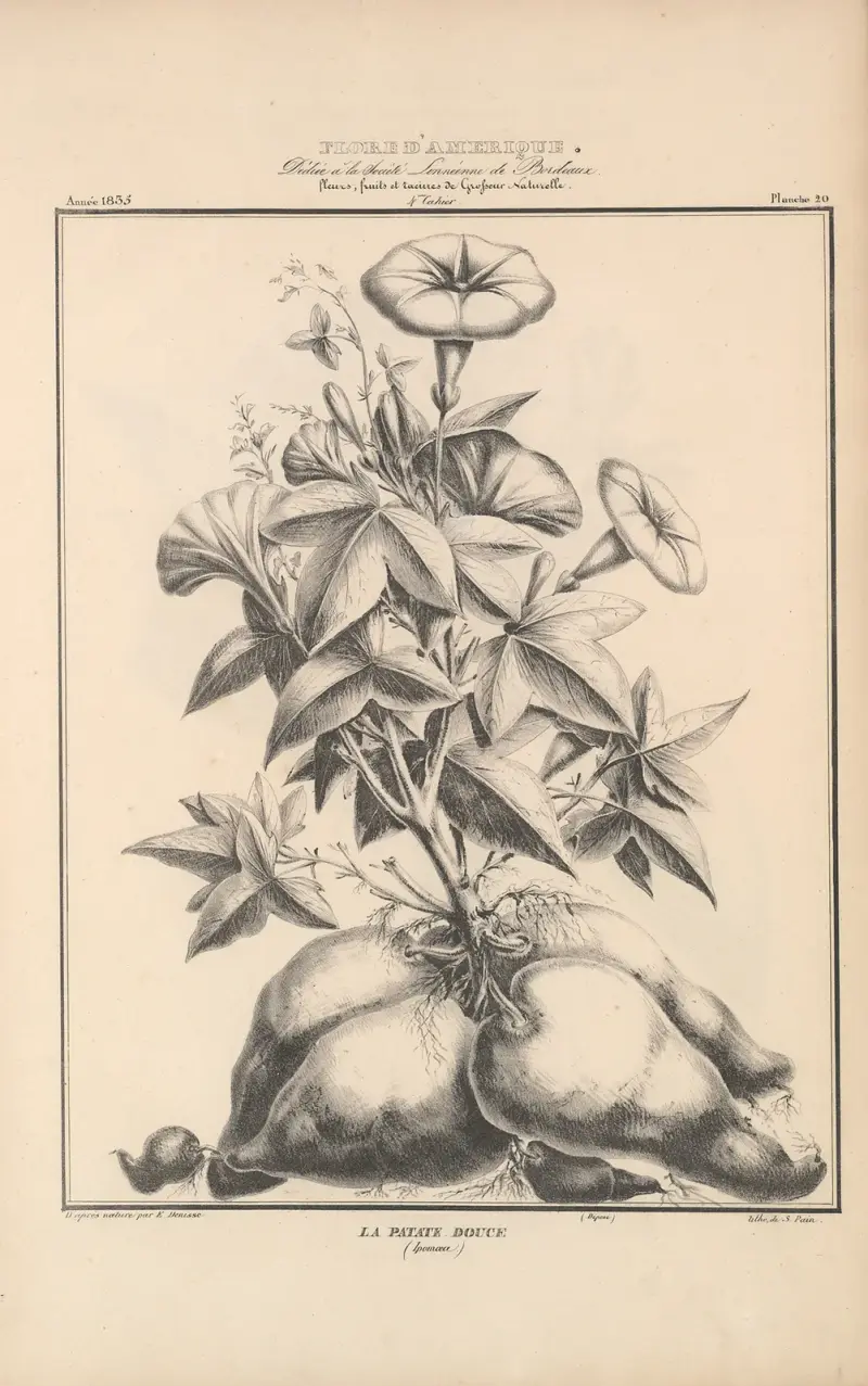 Flore d’Amérique Pl.44 av Etienne Denisse