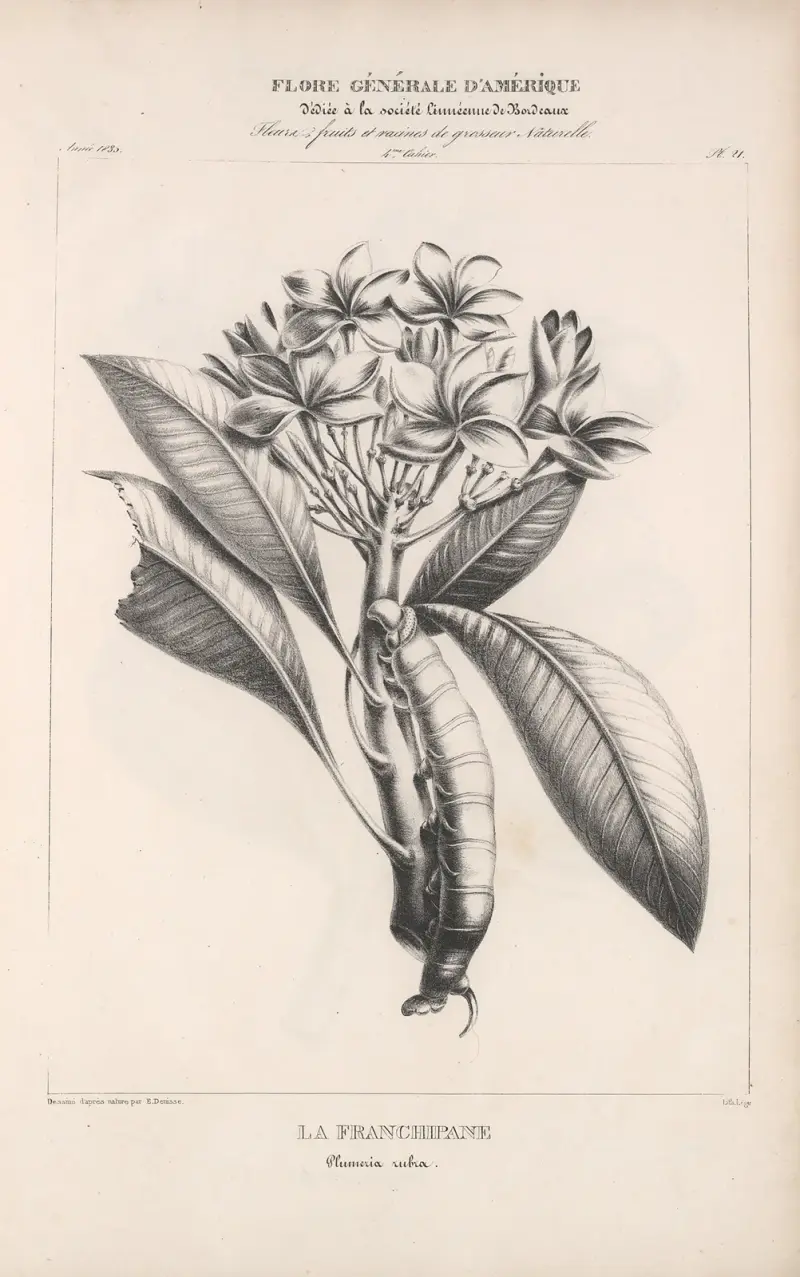 Flore d’Amérique Pl.45 av Etienne Denisse