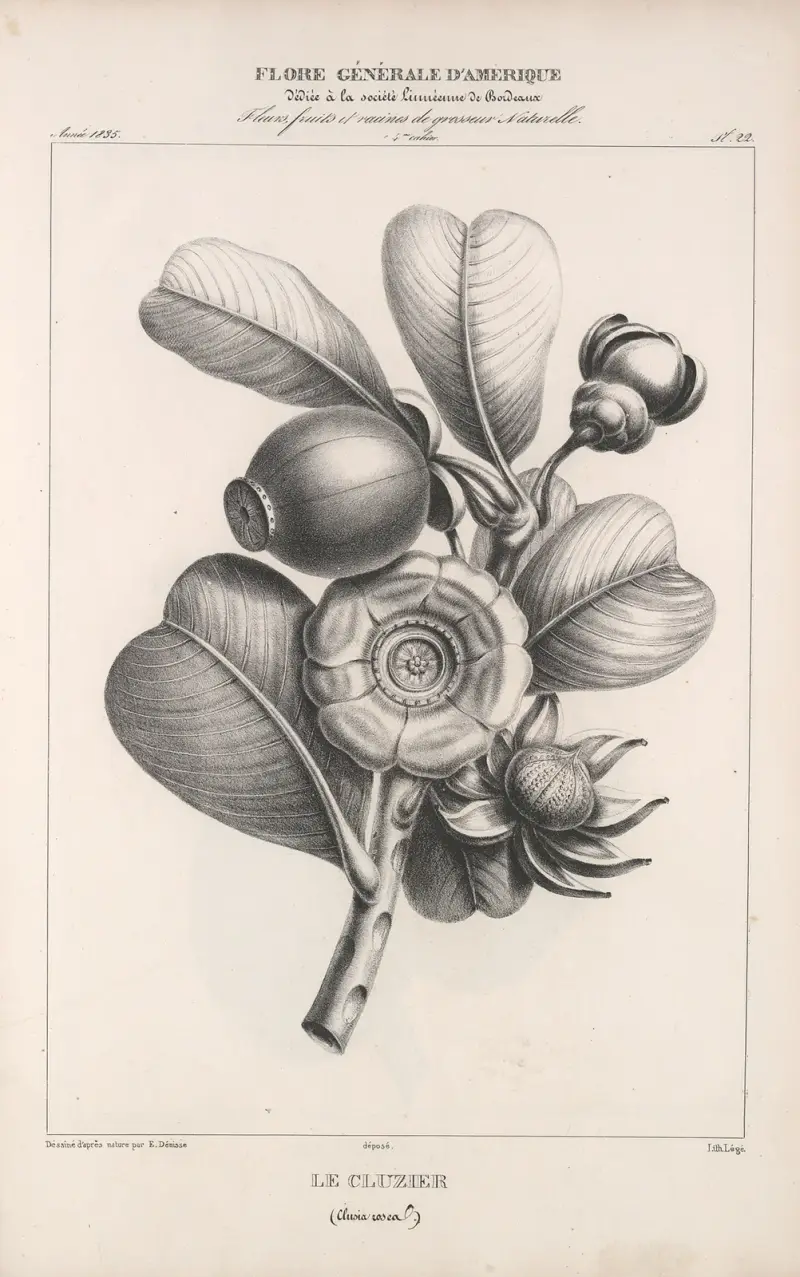Flore d’Amérique Pl.46 av Etienne Denisse