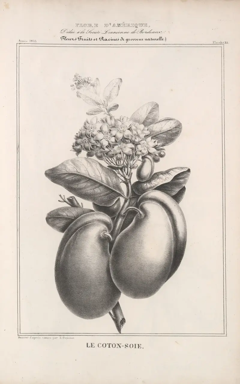 Flore d’Amérique Pl.47 av Etienne Denisse
