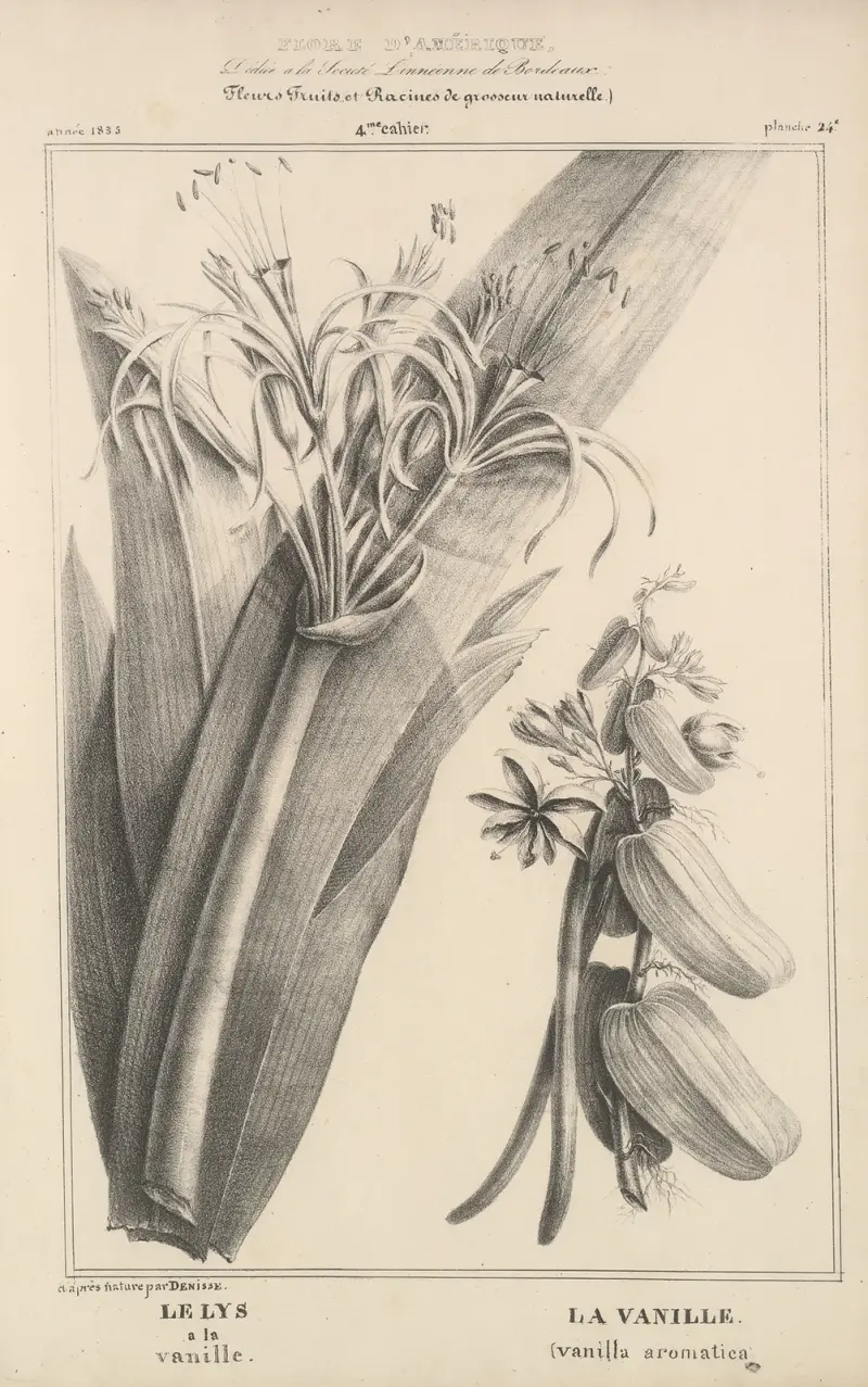 Flore d’Amérique Pl.48 av Etienne Denisse