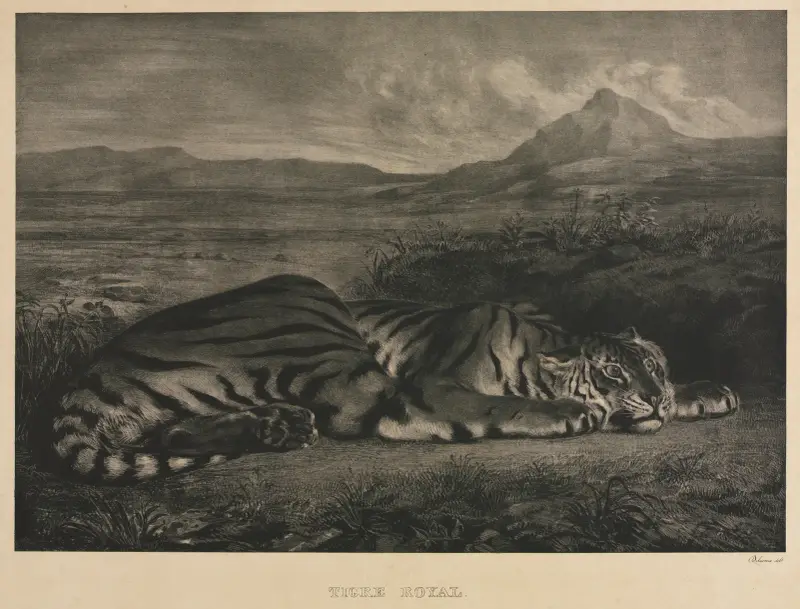 Tygrys królewski, Eugène Delacroix