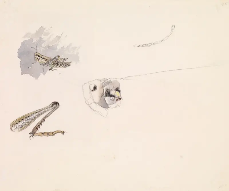 Studies of a Grasshopper – Body, Head and Leg av Sir John Everett Millais