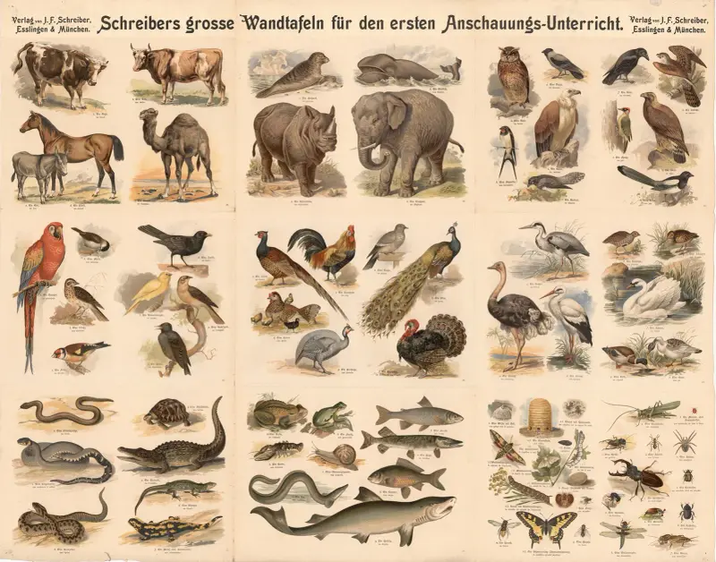 9 pictures with domestic and wild animals av J.F. Schreiber