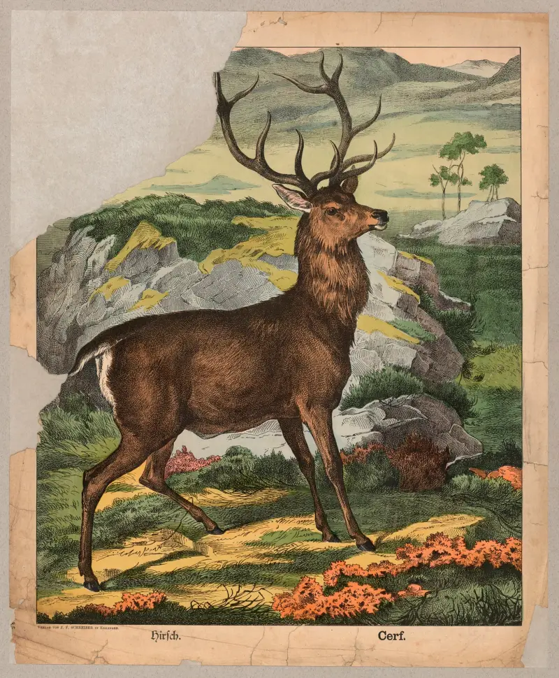 Jelen, J.F. Schreiber