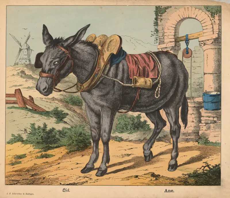 Donkey av J.F. Schreiber