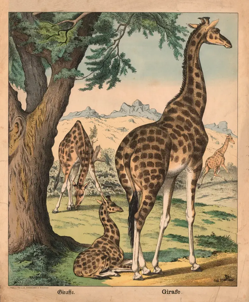 Giraffe av J.F. Schreiber