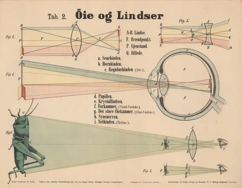 Human eye and lenses av J.F. Schreiber