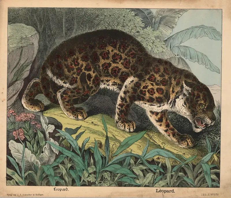 Leopard, J.F. Schreiber