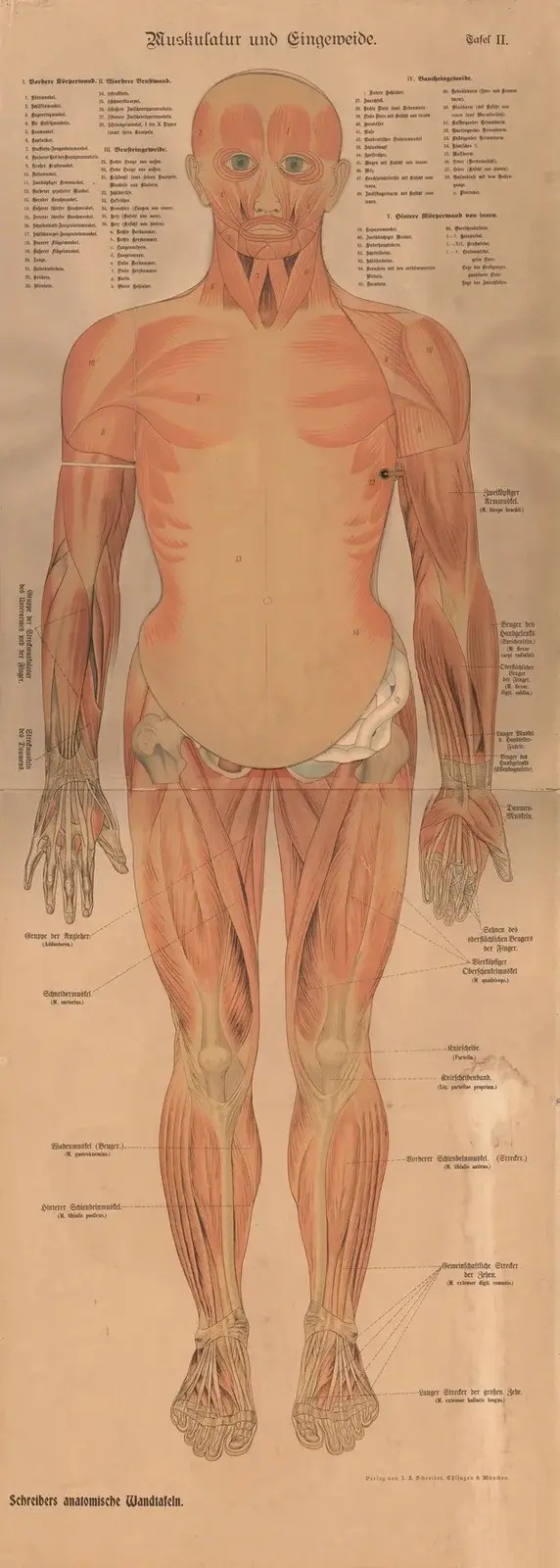Mięśnie i narządy wewnętrzne, 1902 – nr 2, J.F. Schreiber