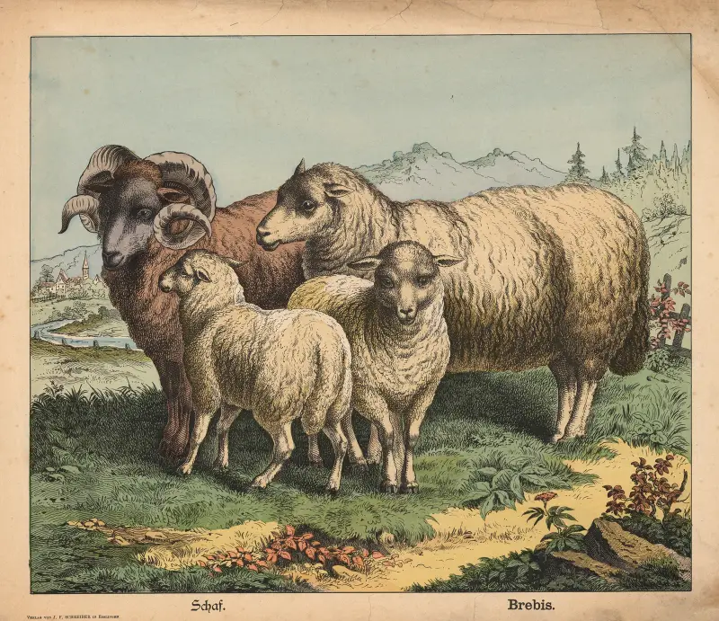 Ovce, J.F. Schreiber