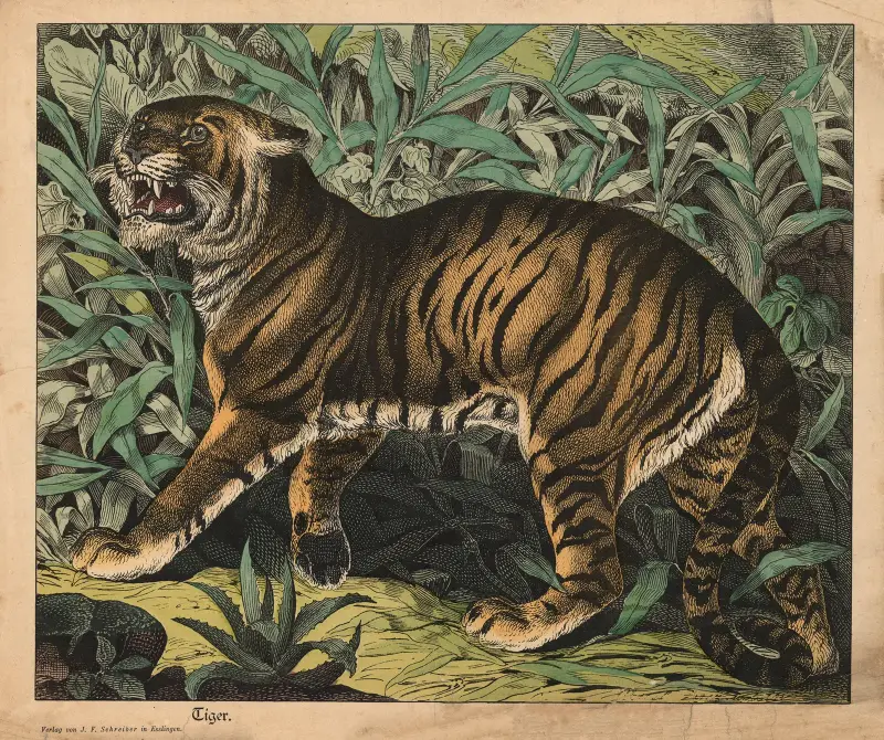 Tygr, J.F. Schreiber
