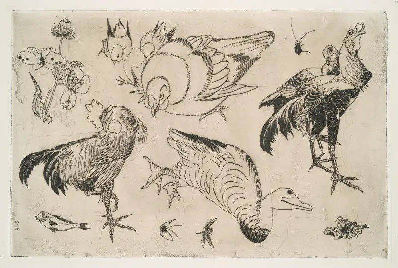 Coqs, canards, etc av Félix Bracquemond