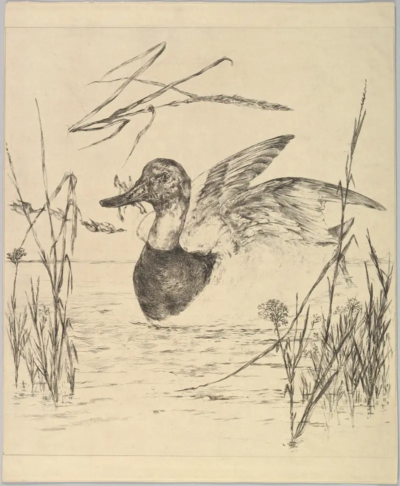 Anka av Félix Bracquemond