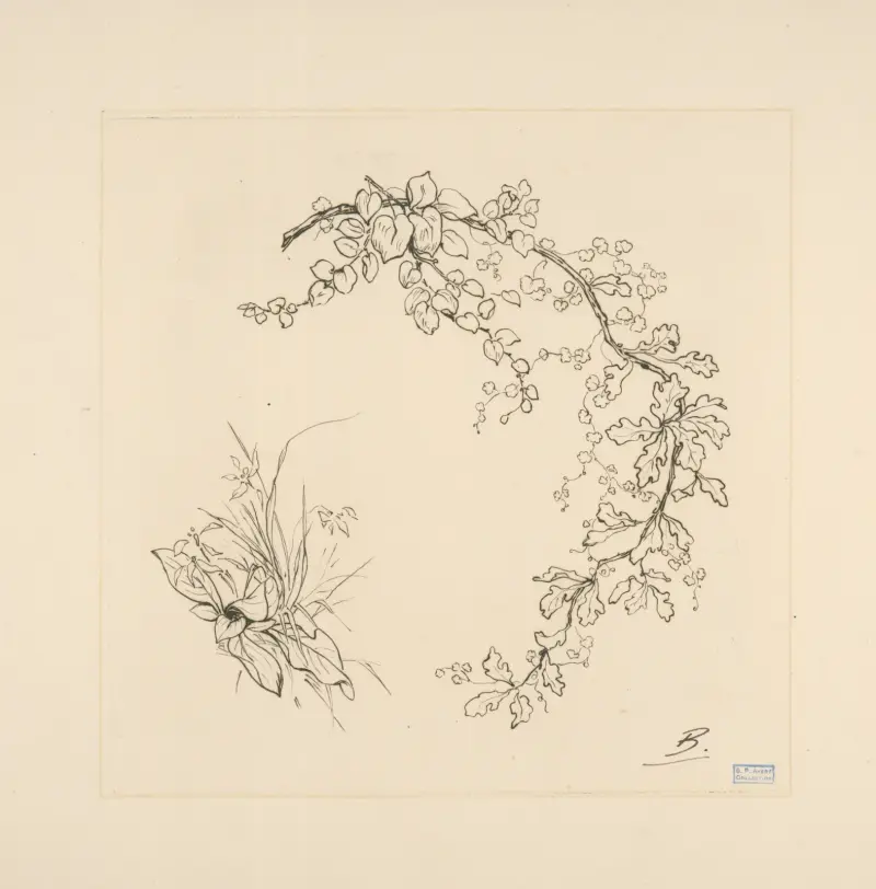Eichenblatt von Félix Bracquemond