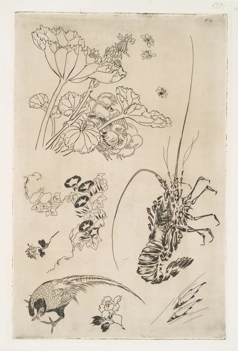 Langouste, plantes avec oiseaux av Félix Bracquemond