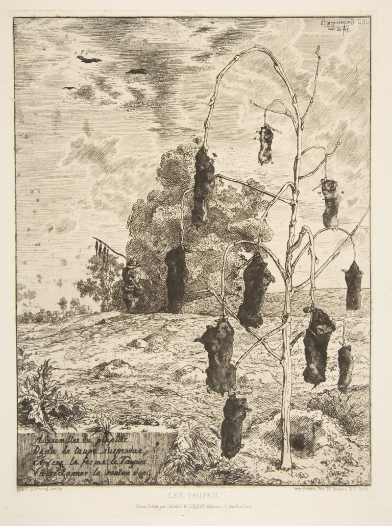 Mullvadar av Félix Bracquemond