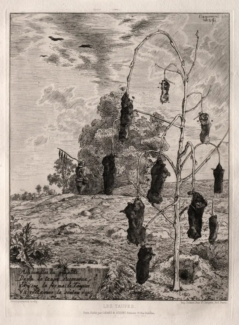 Mullvadar av Félix Bracquemond
