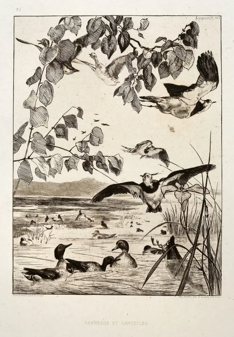 Peewits and Teals av Félix Bracquemond