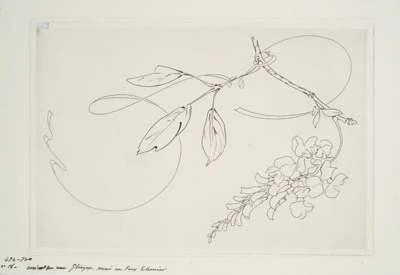 Rund platta (gyllenlakrits). av Félix Bracquemond