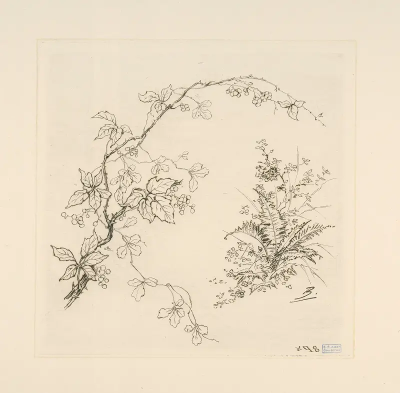 Ronce. av Félix Bracquemond