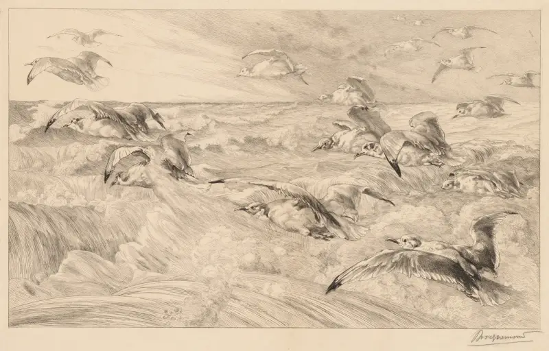 Rackové (Les Mouettes), Félix Bracquemond