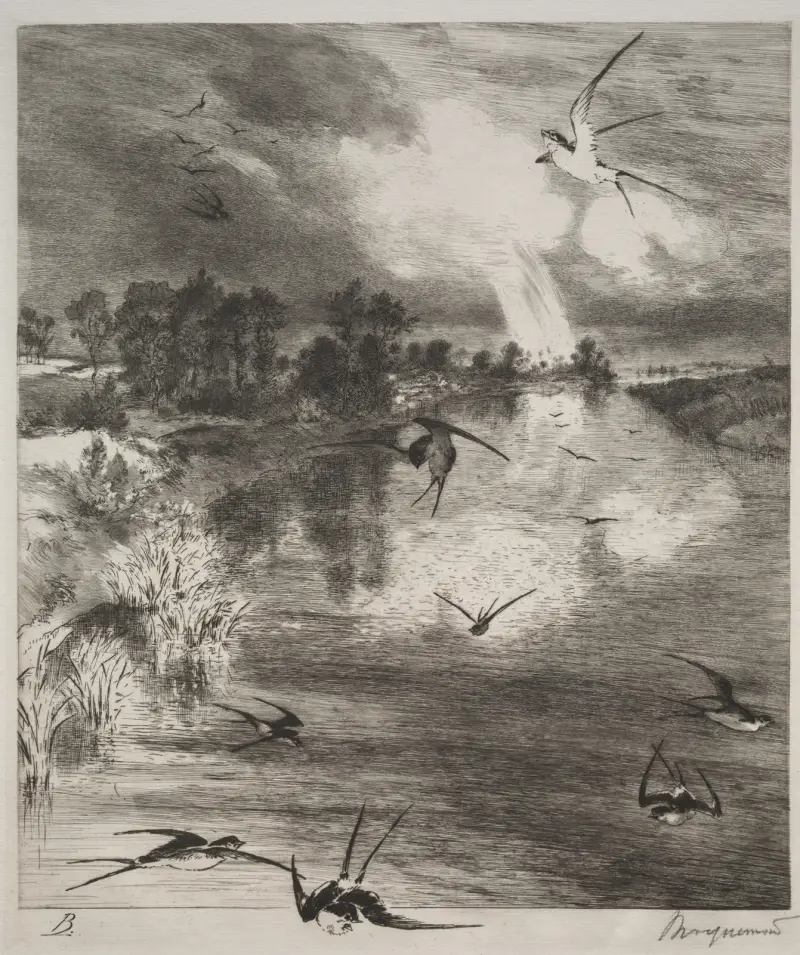 Swallows von Félix Bracquemond