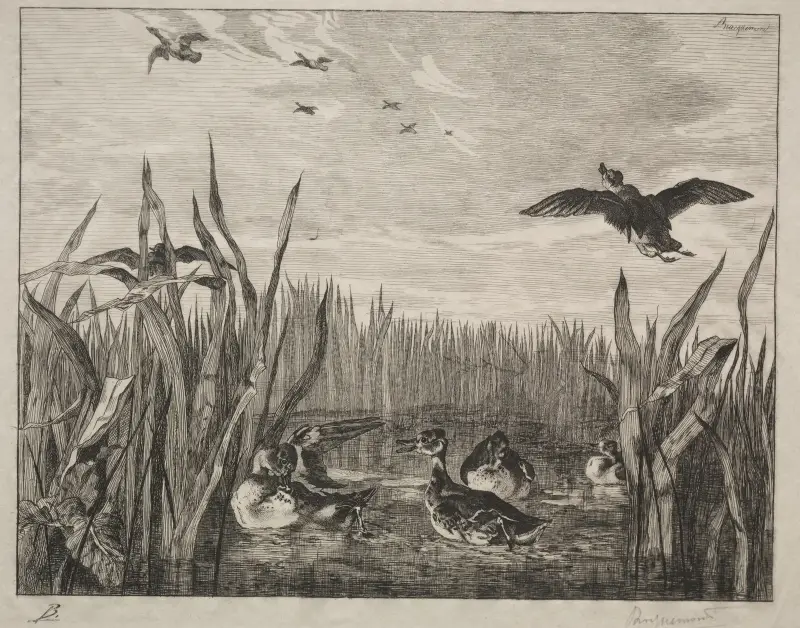 Teal von Félix Bracquemond