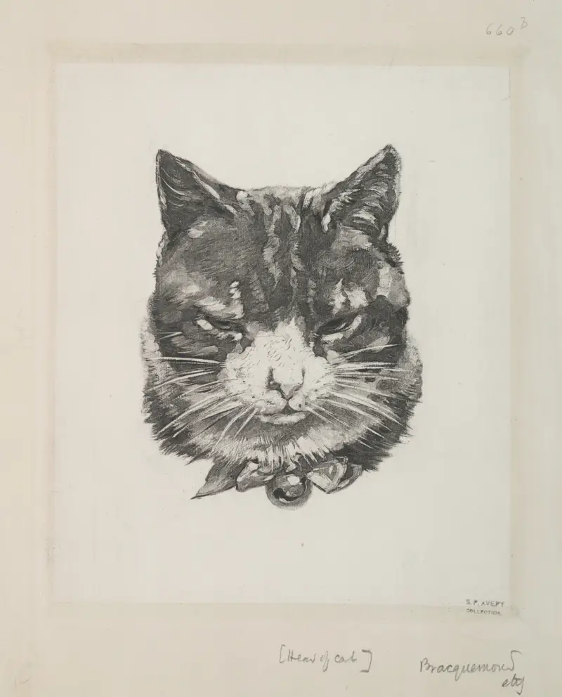 Kattens huvud av Félix Bracquemond
