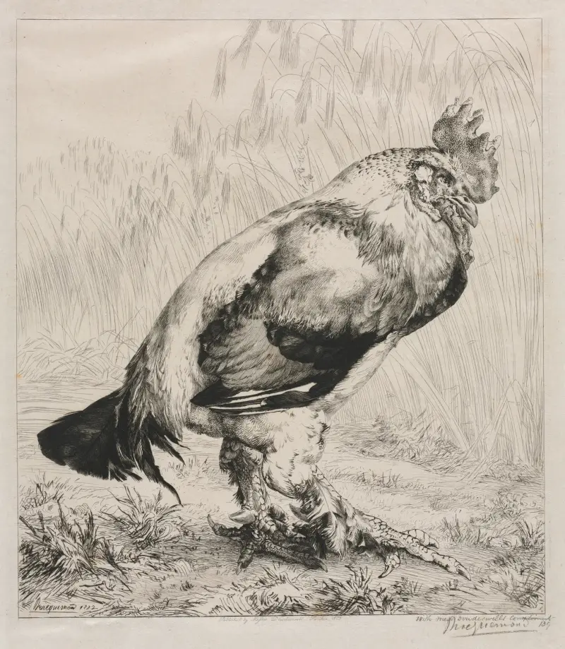 Der alte Hahn von Félix Bracquemond