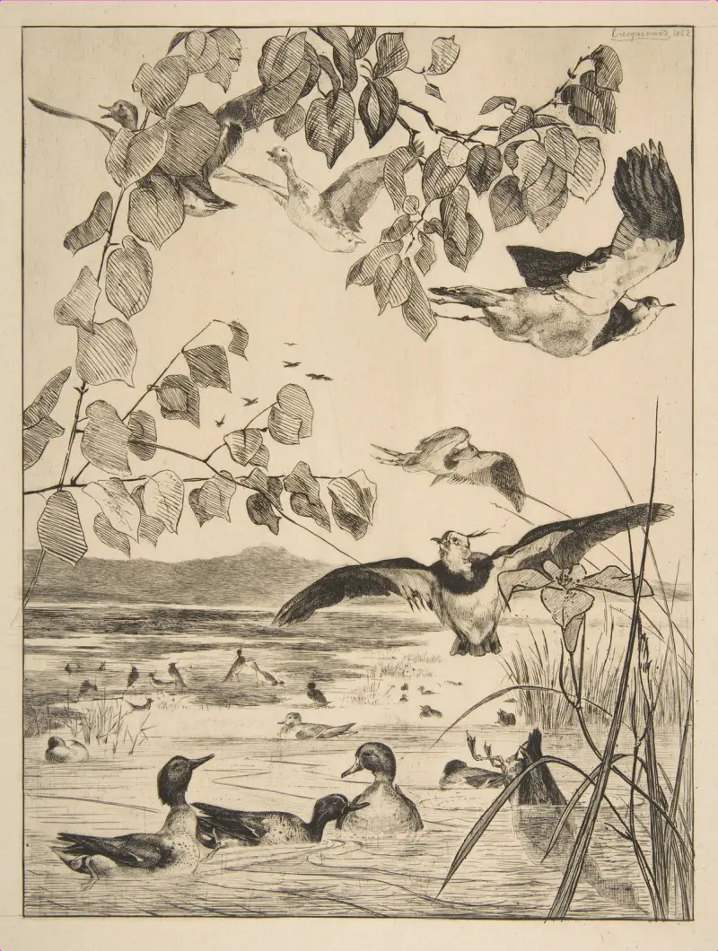 Vanneaux et Sarcelles av Félix Bracquemond
