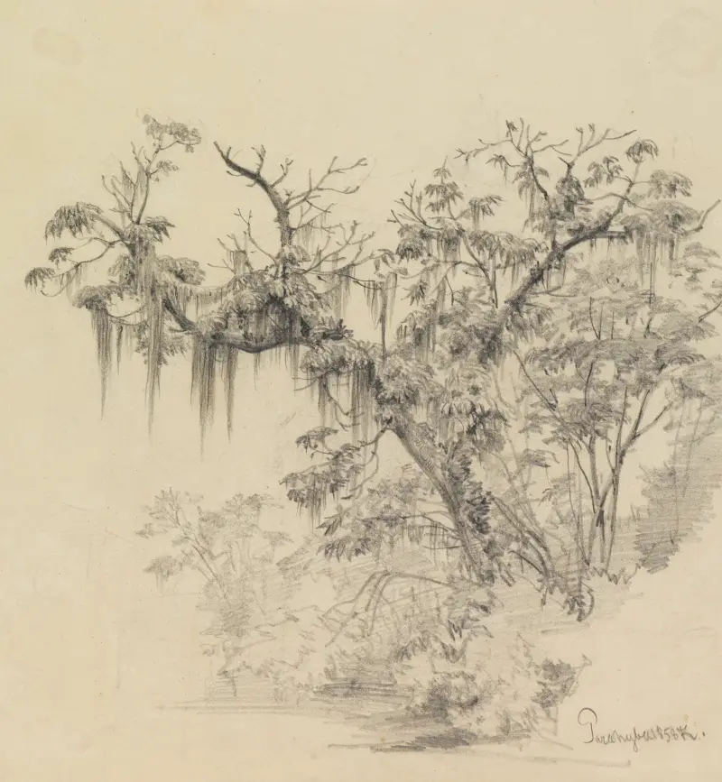 Baumstudie (mit herabhängenden Pflanzenfäden) von Ferdinand Keller